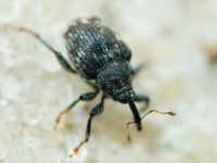 Mogulones austriacus