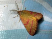 Lythria purpuraria