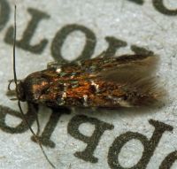 Pancalia leuwenhoekella