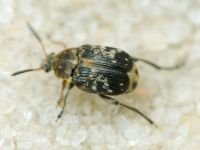 Bruchinae
