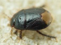 Byrsinus flavicornis