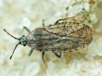 Tingis (Neolasiotropis) pauperata