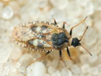 Dictyla echii