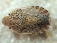 Sciocoris macrocephalus