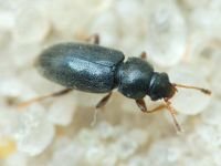 Telmatophilus typhae