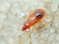 Heteroptera