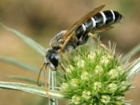 Hymenoptera