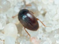 Leiodidae