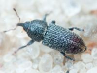 Mecinus pyraster