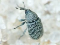 Cleopomiarus
