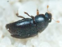 Nitidulidae