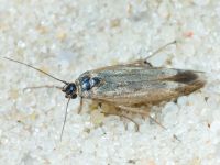 Gelechioidea