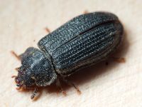 Grynocharis oblonga