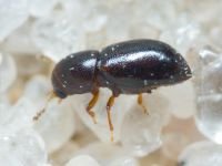 Coleoptera