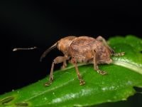 Curculio venosus
