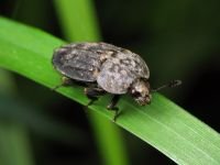 Thanatophilus sinuatus