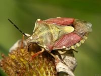 Carpocoris purpureipennis