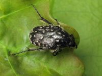 Oxythyrea funesta