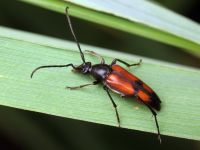 Stenurella bifasciata
