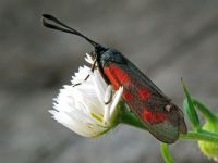 Zygaena loti