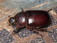 Oryctes nasicornis