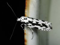 Ethmia pusiella