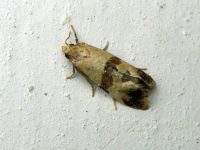 Phalonidia contractana