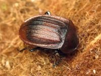Phosphuga atrata