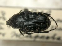 Oxythyrea funesta