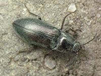 Selatosomus gravidus