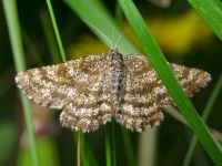 Ematurga atomaria