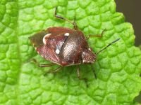 Stagonomus amoenus