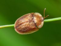 Hypocassida subferruginea