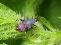 Deraeocoris ruber