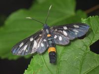 Amata phegea