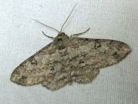 Ascotis selenaria