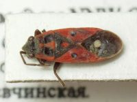 Melanocoryphus tristrami