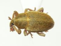 Tychius