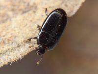 Platylomalus complanatus