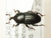 Melanobaris carbonaria