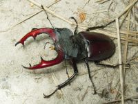 Lucanus cervus