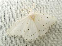 Orthostixis cribraria