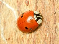 Adalia bipunctata
