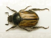 Blitopertha lineolata