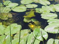 Nuphar lutea
