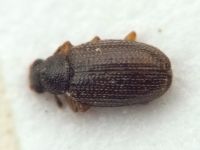 Melanophthalma