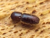 Xyleborinus saxesenii