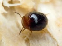 Agathidium nigripenne