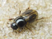 Aphodius