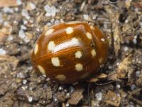 Calvia quatuordecimguttata
